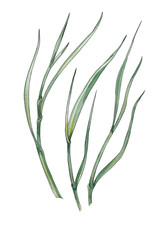 Green grass on white background.