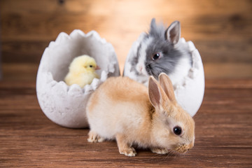 Easter rabbit and chicken in the shell of eggs.