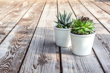 Natural green succulents cactus, Haworthia attenuata in white flowerpots on wooden table, with copy space