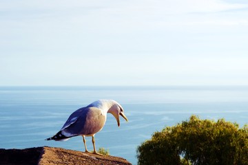 primo piano di gabbiano fermo su un muretto con il Mar Mediterraneo sullo sfondo nella città di Malaga in Spagna