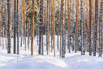 Sunny Winter Day in Pine Tree Forest, Abstract Background
