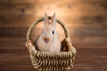 Easter rabbit in the basket