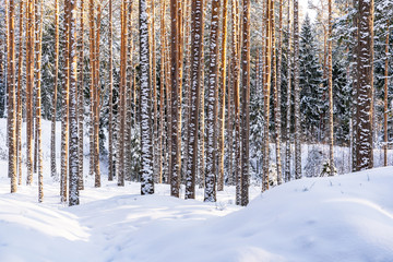 Sunny Winter Day in Pine Tree Forest, Abstract Background