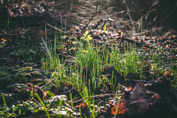 Wild natural growing chives with beautiful dreamy sunlight in the woods Ouddorp The Netherlands