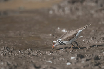 Three banded plover.Charadrius tricollaris, Kruger National Park, South Africa.