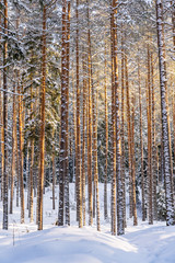 Sunny Winter Day in Pine Tree Forest, Abstract Background