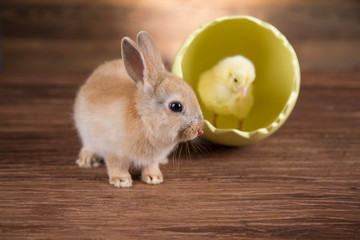 Obraz premium Easter rabbit and chicken in the shell of eggs