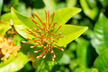 yellow flower