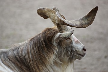 Bock