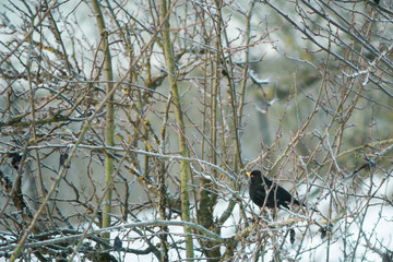 Blackbird turdus merula male sitting in a tree