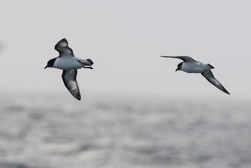 Cape Petrel, Antartic bird, Antártica