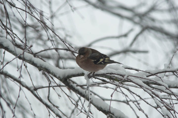 Hawfinch, Coccothraustes coccothraustes sitting in a tree