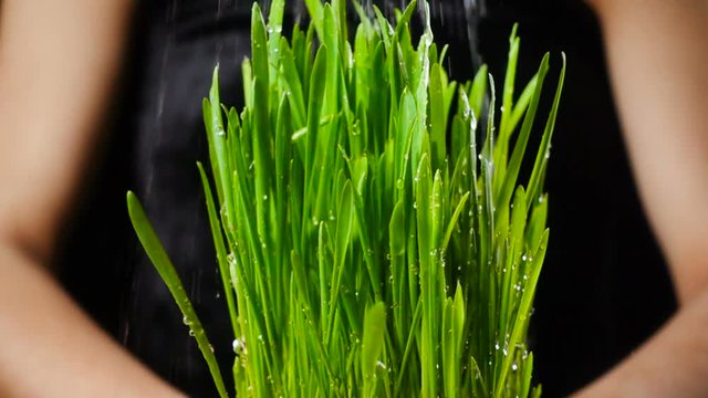 Girl's hands holding green grass under rain, slow motion