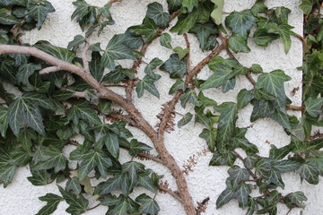 The tree grows on the wall of the fence
