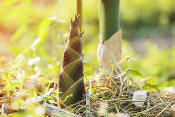 Bamboo shoot, Bamboo sprout,New born bamboo,Bamboo shoots grown on organic farms