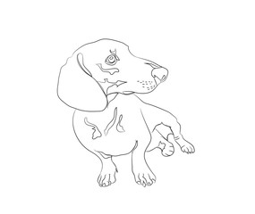 Vector illustration of a dachshund that sits, drawing lines