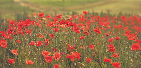 Wunderful poppy field