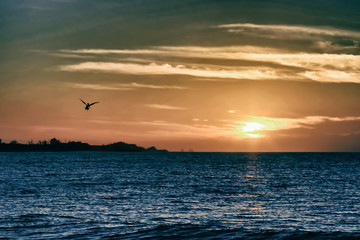 Sunset on the sea or the ocean, a sunny path on the water and a big bird's watch in the dark sky