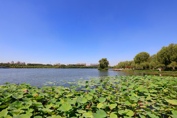 Lotus pond natural scenery