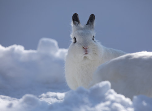 cute white bunny in the snow