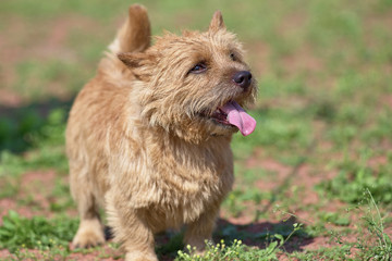 West Highland White Terrier with sticking out tongue