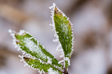 Blätter einer Pfingstrose mit Raureif