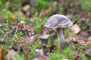 Beautiful mushroom on a background of moss and grass in an autumn forest