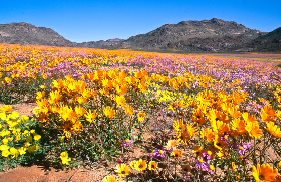blooming desert in spring of namaqualand, south africa 