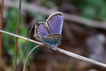 Blue Butterfly Herzegovina