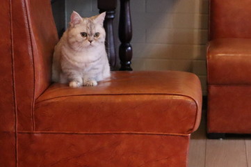 ソファーの上に座っている白いミヌエット猫