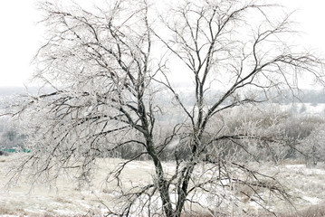 tree in the snow  Winter tree  Winter wood