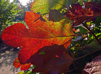 venature di una foglia rossa assolata autunnale in primo piano