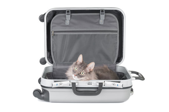 Pretty Cat In Travel Bag On White Background