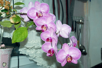 flower  orchid