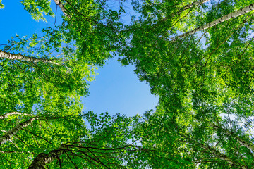 Fototapeta premium green birch foliage and blue summer sky