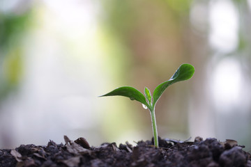 Growing green sapling plant 