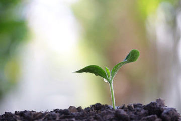 Growing green sapling plant 