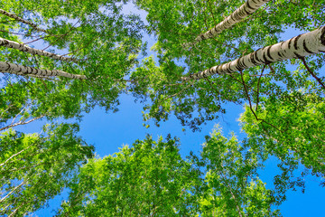 green birch foliage and blue summer sky