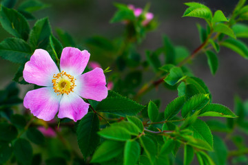 Obraz premium Beautiful blooming pink wild rose bush (dog rose, Rosa canina)