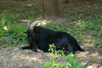 goat black goat black goat at the zoo