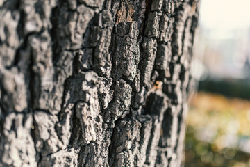 Tree bark texture closeup. Selective focus.