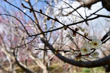 梅の花～Plum blossoms.