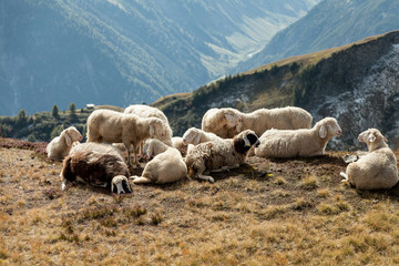 kleine Schafherde in den Bergen