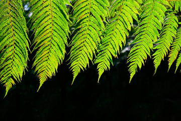 Green fern leaves and black background