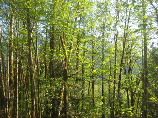 Fototapeta na wymiar Green woods, canada