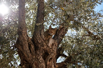 cat  on a tree