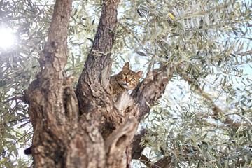 cat  on a tree