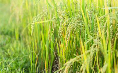 Ear of rice, Paddy field
