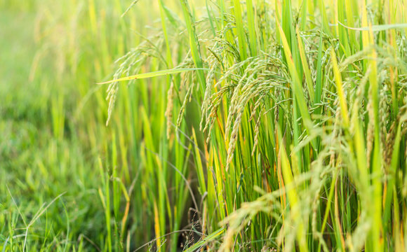 Ear of rice, Paddy field