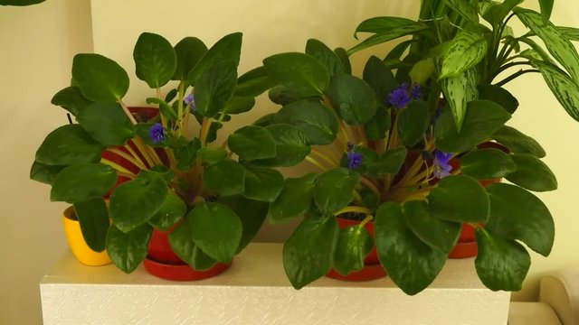 decorative vivid purple flowering violet flower at home, Green house ornamental plants, violet flower,